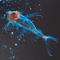 Deep Sea Creatures