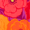 Magenta Poppies